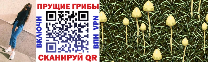 shop какой сайт  Суворов  Псилоцибиновые грибы Psilocybine cubensis  что такое  